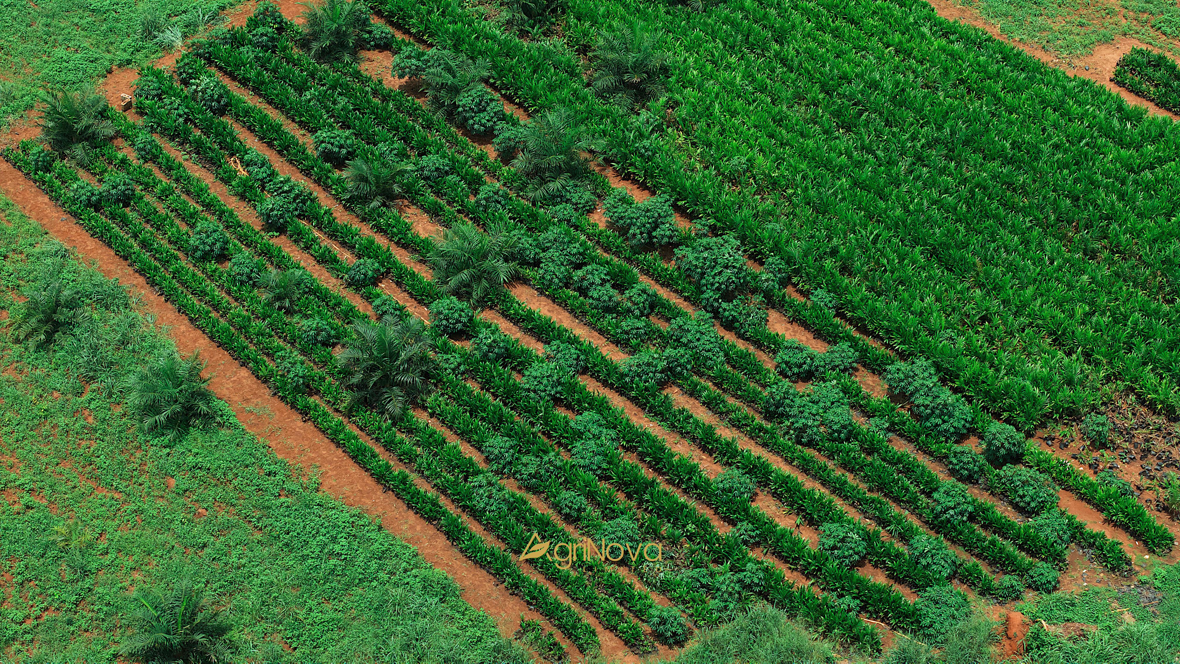 Nova Palm Nursery